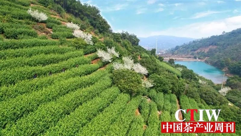 有关于苏州吴中区贯彻落实“茶文化、茶产业、茶科技”统筹发展理念 助力碧螺春茶产业高质量发展的消息