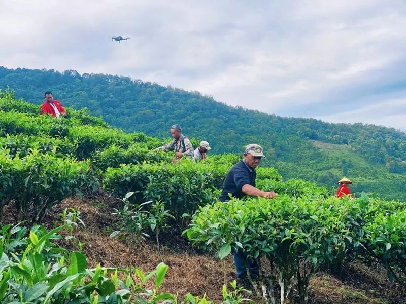 关于班洪乡：茶叶飘香 助农增收的资讯