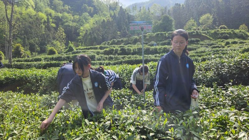 关于兴隆初级中学开展春茶采摘研学活动的消息(4)