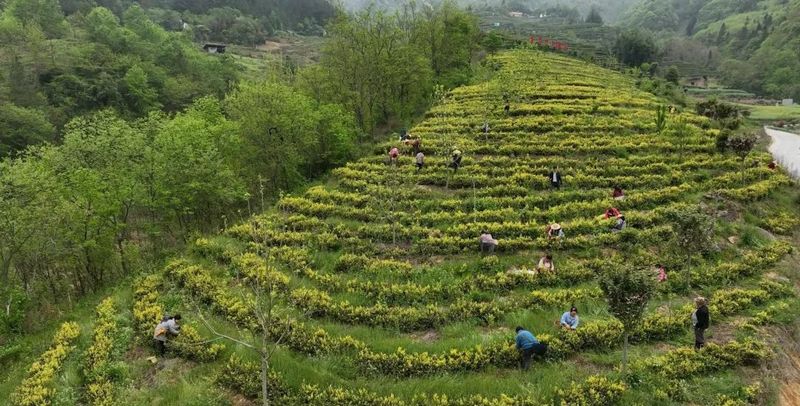 关于岚皋：茶叶变“茶业” 富了村民美了乡村的新闻