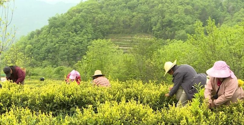 关于岚皋：茶叶变“茶业” 富了村民美了乡村的新闻(1)