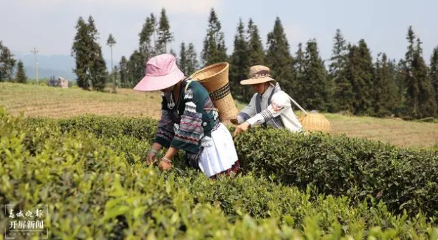 关于盐津生基村：春茶正飘香，茶农采茶忙的新闻(2)