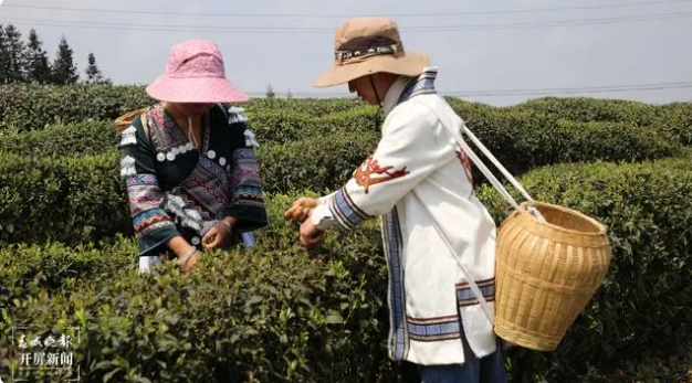 关于盐津生基村：春茶正飘香，茶农采茶忙的新闻(1)