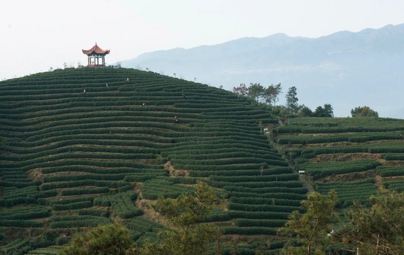 关于茶旅融合 ，茶旅融合高质量发展：动力、机制与模式的最新消息(6)