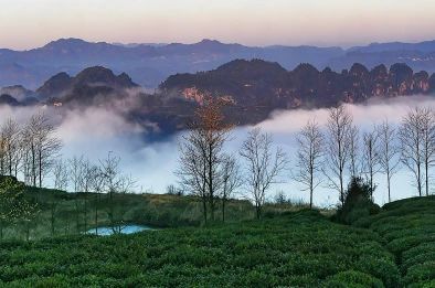 关于茶旅融合 ，茶旅融合高质量发展：动力、机制与模式的最新消息(1)