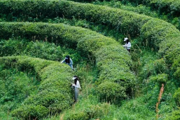 关于都匀：青年人才沉浸式体验采茶制茶 感受都匀毛尖文化独特魅力的相关内容(1)