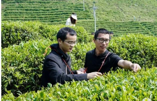 关于都匀：青年人才沉浸式体验采茶制茶 感受都匀毛尖文化独特魅力的相关内容(3)