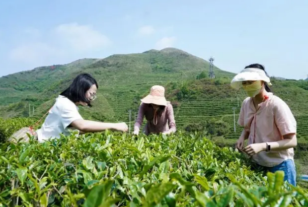 关于都匀：青年人才沉浸式体验采茶制茶 感受都匀毛尖文化独特魅力的相关内容(2)