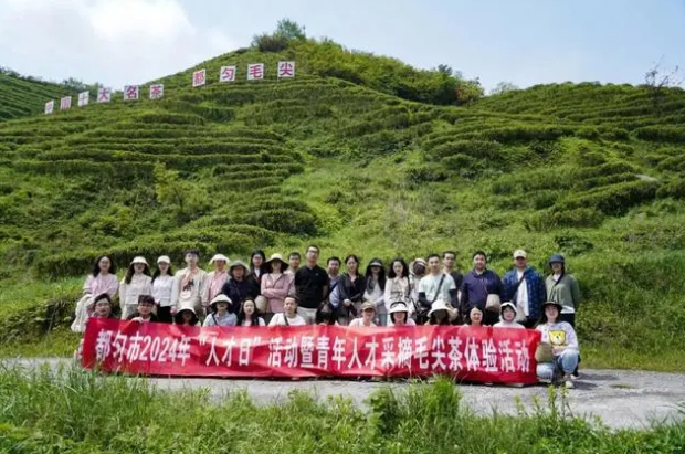 关于都匀：青年人才沉浸式体验采茶制茶 感受都匀毛尖文化独特魅力的相关内容