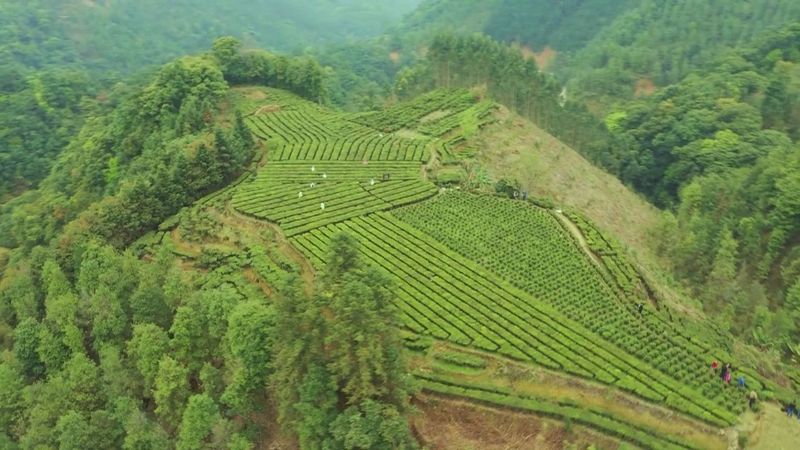 有关于《打造粤港澳大湾区重要战略腹地先行区》提质量强品牌拓市场 让六堡茶香飘粤港澳大湾区的资讯(3)