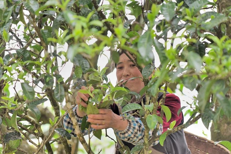 有关于昌宁温泉镇 依托资源树品牌 茶商茶客“联席”来的最新消息(8)