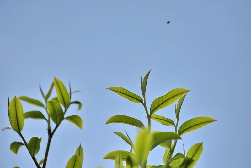 有关于昌宁温泉镇 依托资源树品牌 茶商茶客“联席”来的最新消息(7)