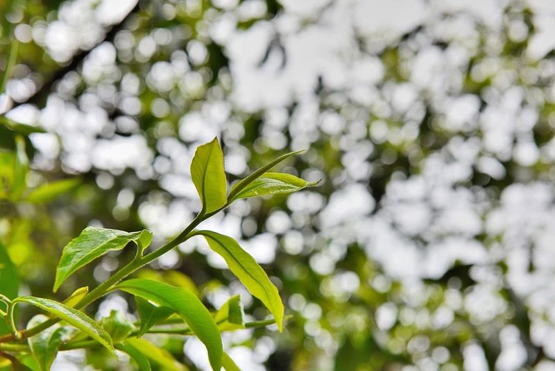 有关于昌宁温泉镇 依托资源树品牌 茶商茶客“联席”来的最新消息(2)