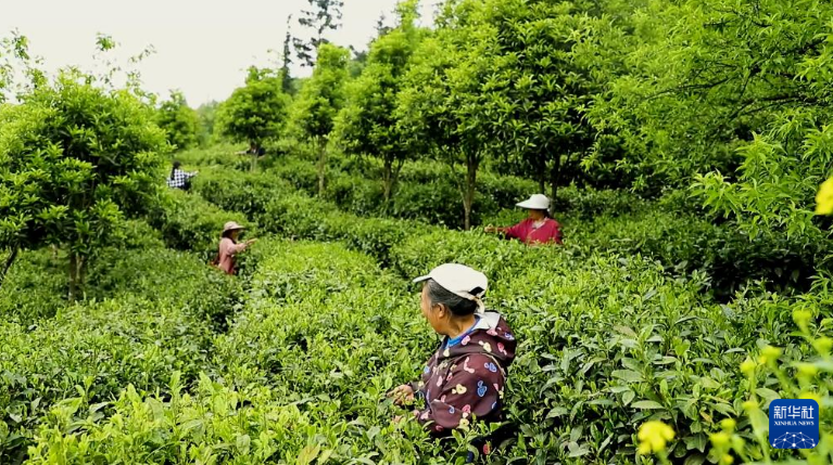 关于云南大关县 一片撂荒老茶地 十张绿色食品证的相关信息(1)