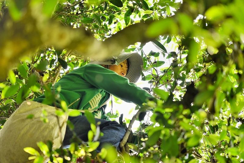 关于古树茶产量品质“双提升” 茶农茶企茶商茶客“四满意”的资讯(2)