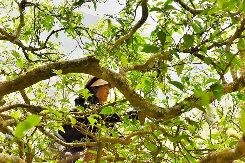 关于古树茶产量品质“双提升” 茶农茶企茶商茶客“四满意”的资讯(10)