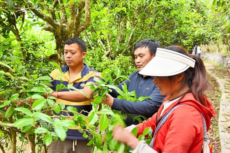 关于古树茶产量品质“双提升” 茶农茶企茶商茶客“四满意”的资讯(5)