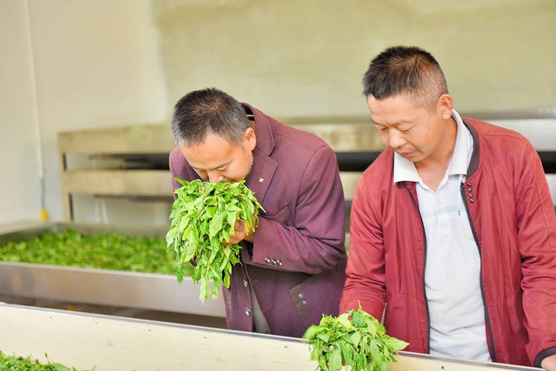 关于古树茶产量品质“双提升” 茶农茶企茶商茶客“四满意”的资讯(6)