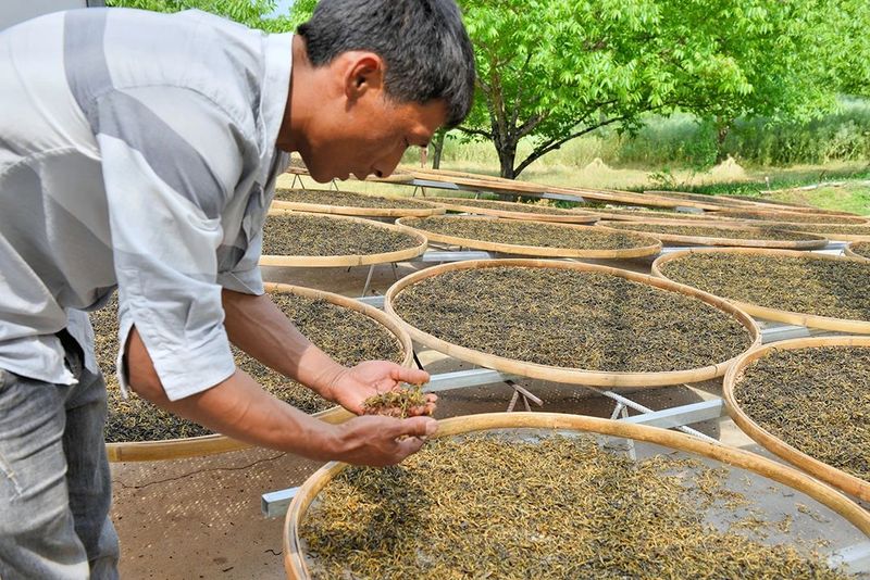 关于古树茶产量品质“双提升” 茶农茶企茶商茶客“四满意”的资讯(13)