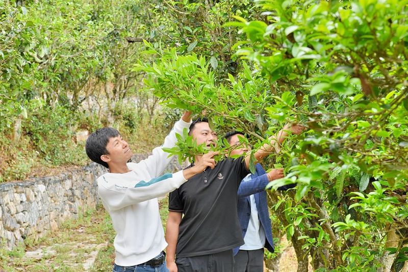 关于古树茶产量品质“双提升” 茶农茶企茶商茶客“四满意”的资讯(4)