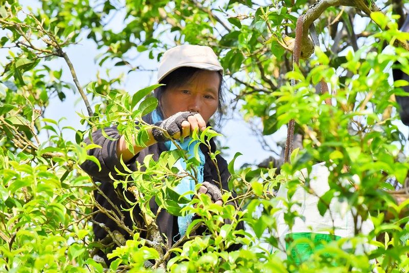 关于古树茶产量品质“双提升” 茶农茶企茶商茶客“四满意”的资讯(9)