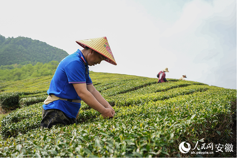 有关于池州东至：“茶科技”助力，茶业气象兴的新闻