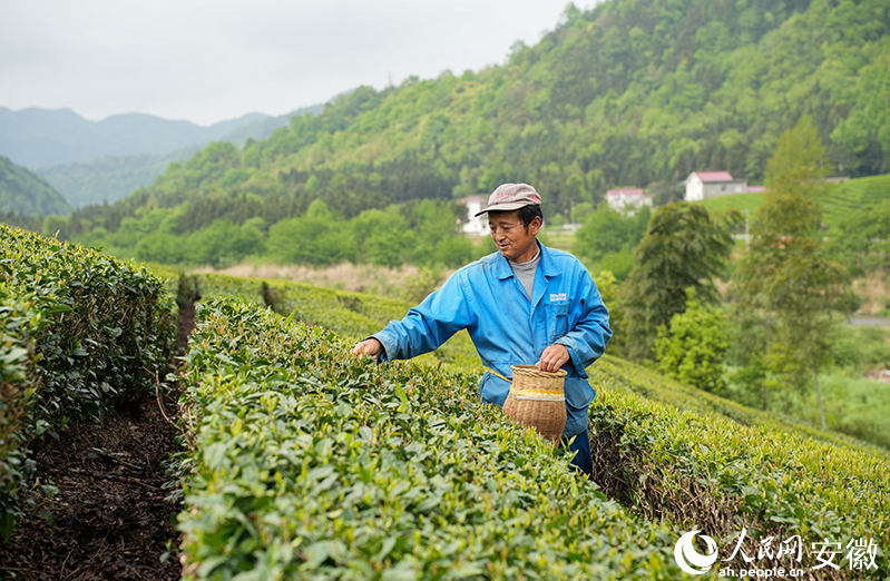 有关于池州东至：“茶科技”助力，茶业气象兴的新闻(1)