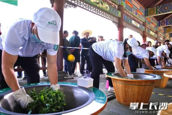 有关于乡村工匠竞技巧手制香茗，宁乡沩山茶旅文化节手工制茶大赛引赞叹声一片的相关信息(2)