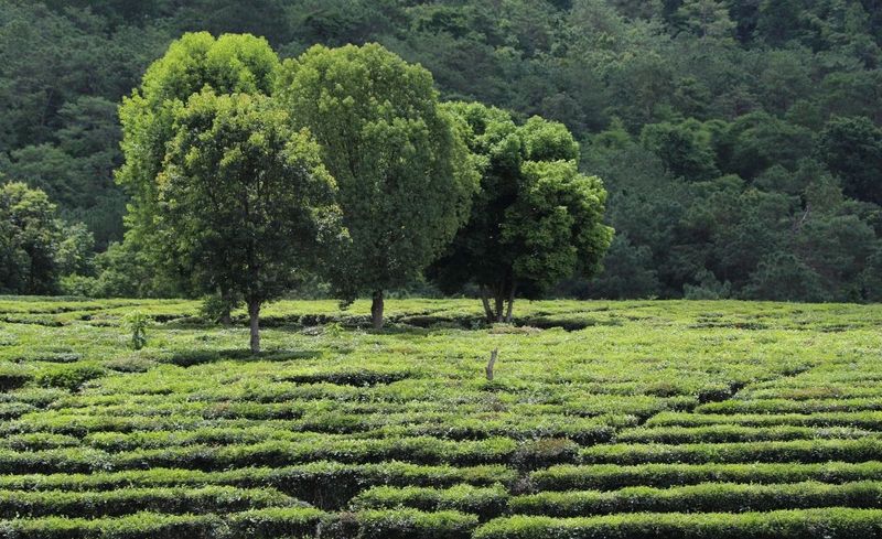 有关于景东：高质量推进茶产业发展的内容(5)