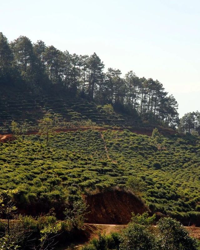 有关于景东：高质量推进茶产业发展的内容(4)