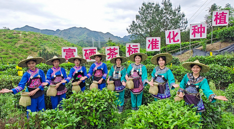 关于拥有800年种茶历史 ，南丹六龙茶山等你来打卡 的消息