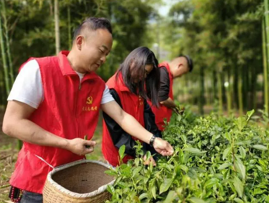 有关于茶香四溢映党情，携手共进致富路——一株茶叶激发党群团结新篇章的最新消息