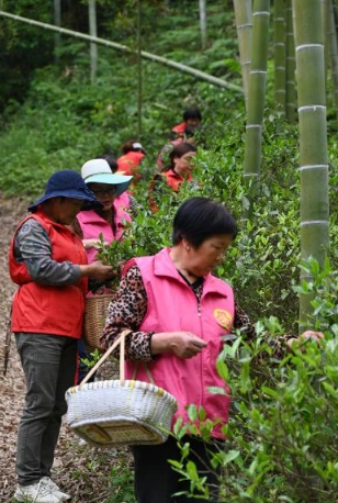 有关于茶香四溢映党情，携手共进致富路——一株茶叶激发党群团结新篇章的最新消息(4)