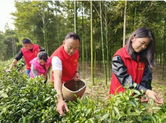 有关于茶香四溢映党情，携手共进致富路——一株茶叶激发党群团结新篇章的最新消息(1)