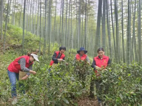 有关于茶香四溢映党情，携手共进致富路——一株茶叶激发党群团结新篇章的最新消息(3)