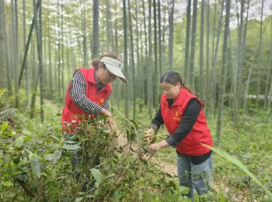 有关于茶香四溢映党情，携手共进致富路——一株茶叶激发党群团结新篇章的最新消息(2)