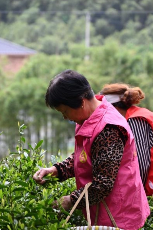 有关于茶香四溢映党情，携手共进致富路——一株茶叶激发党群团结新篇章的最新消息(5)