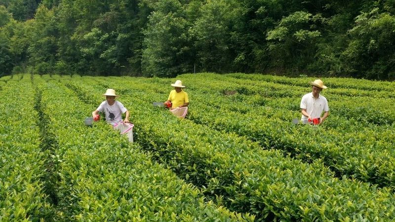 有关于安康汉滨：“陕茶一号”：从一棵茶树到一方产业的资讯(5)