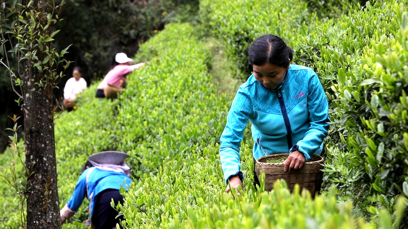 有关于安康汉滨：“陕茶一号”：从一棵茶树到一方产业的资讯(1)