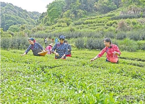 关于春日采茶忙 书写“茶文章” 平远县东石镇锅了茶开采的消息