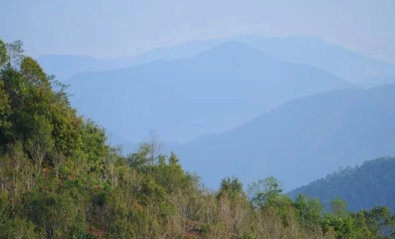 关于“智惠云岭”茶山行 钉耙山挂牌“普洱茶物种研究教学基地”的相关内容