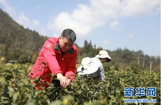 关于湖北利川毛坝：春山好春光 茶乡飘茶香的内容(2)