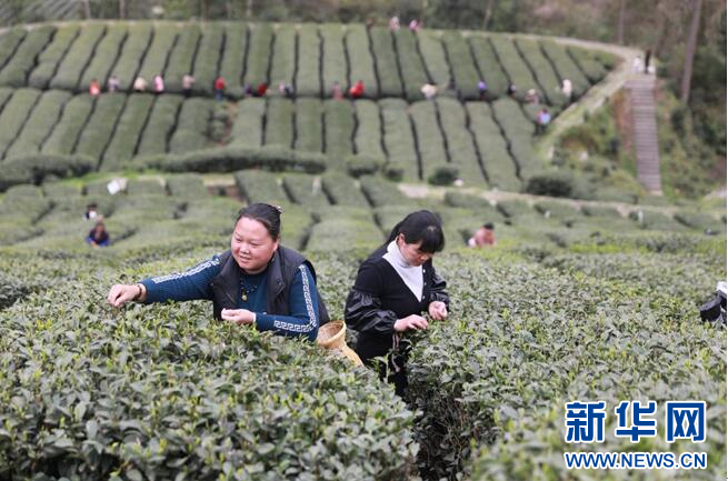 关于湖北利川毛坝：春山好春光 茶乡飘茶香的内容