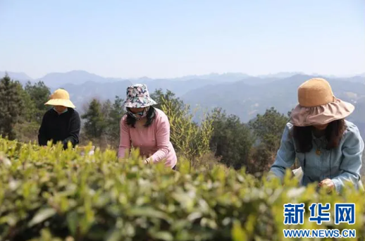 关于湖北利川毛坝：春山好春光 茶乡飘茶香的内容(3)