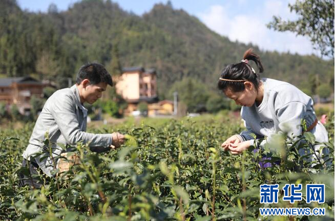 关于湖北利川毛坝：春山好春光 茶乡飘茶香的内容(1)