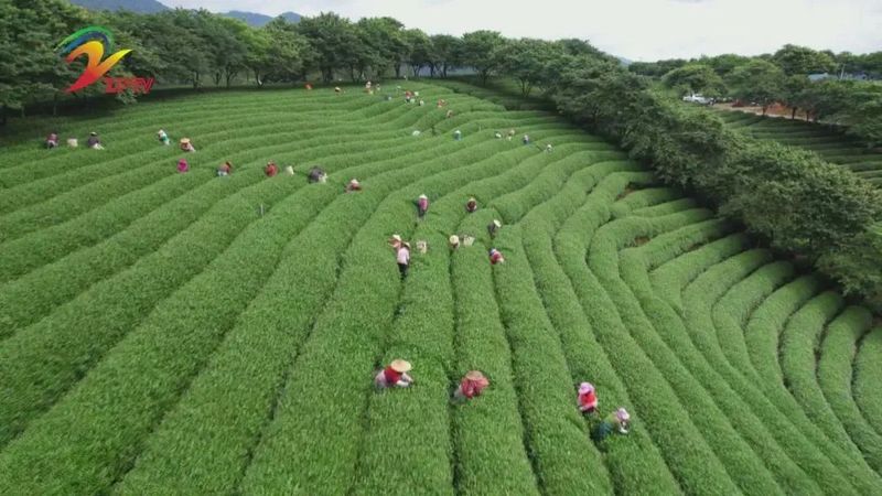 关于漳平市永福镇：高山茶采摘正当时的新闻