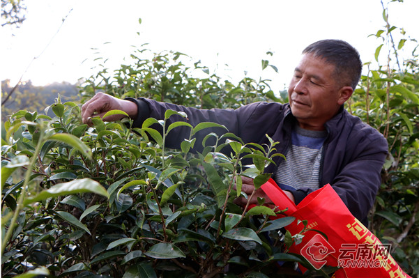 有关于大理漾濞：“一叶茶”带富一个村的新闻