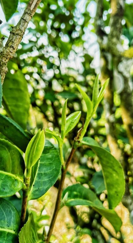 关于茶山翠影吐芳甘  澜沧拉巴乡古茶树迎开采的新闻(4)