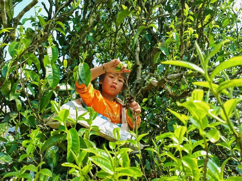 关于茶山翠影吐芳甘  澜沧拉巴乡古茶树迎开采的新闻(3)