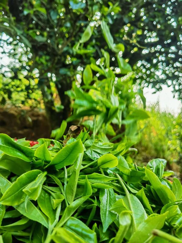 关于茶山翠影吐芳甘  澜沧拉巴乡古茶树迎开采的新闻(6)